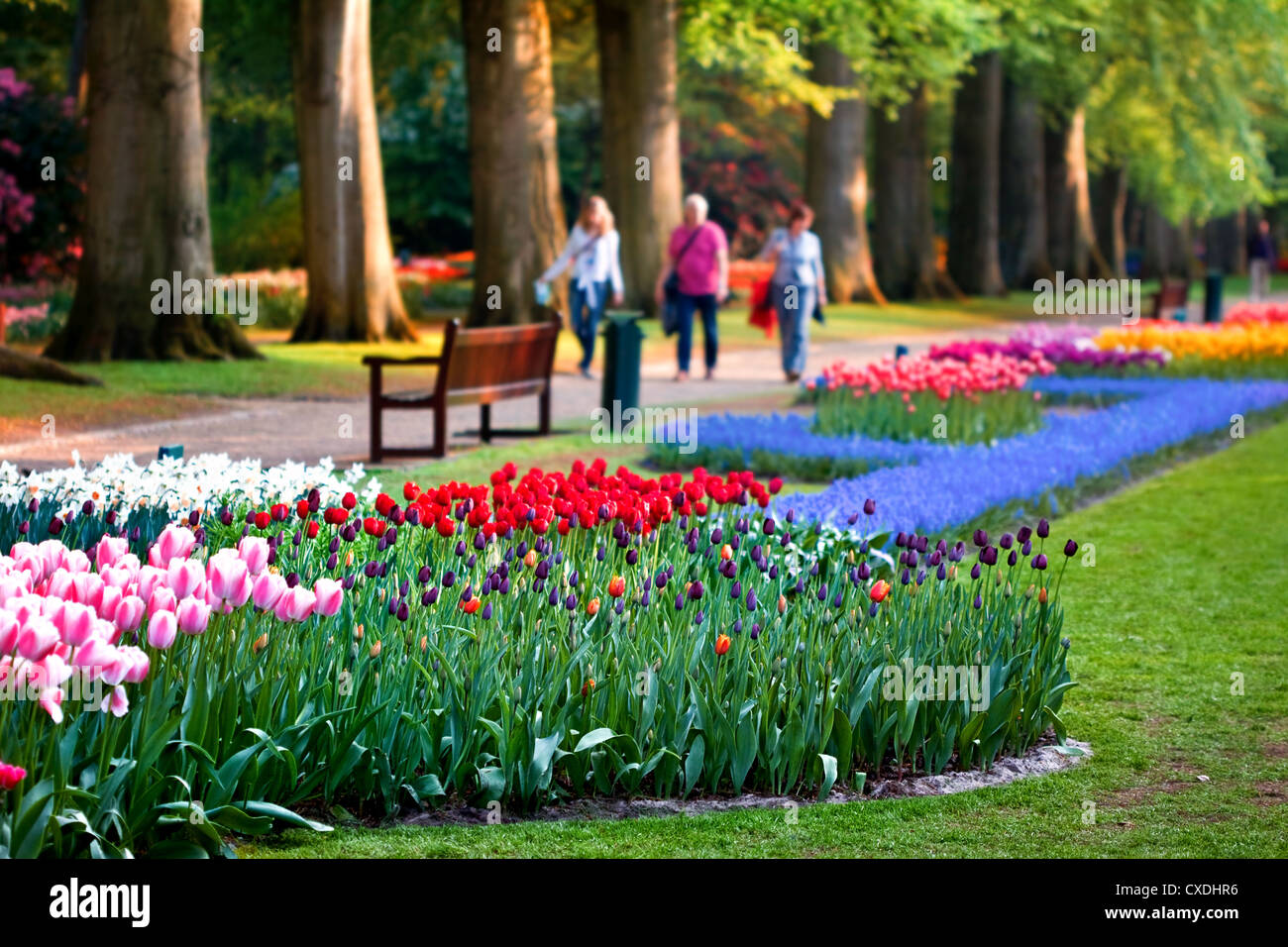 Beautiful garden of colorful flowers - Keukenhof in the Netherlands Stock Photo