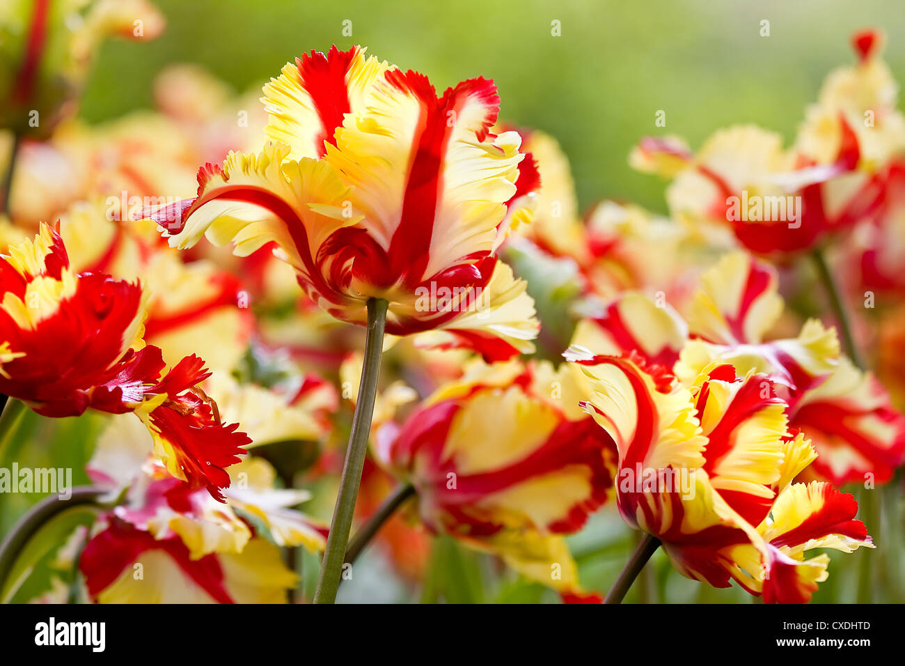 Detail beautiful and rare color tulips Stock Photo