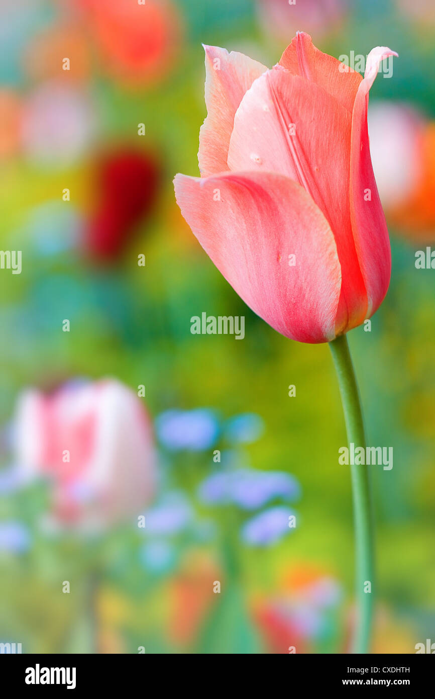 Detail beautiful  tulip Stock Photo