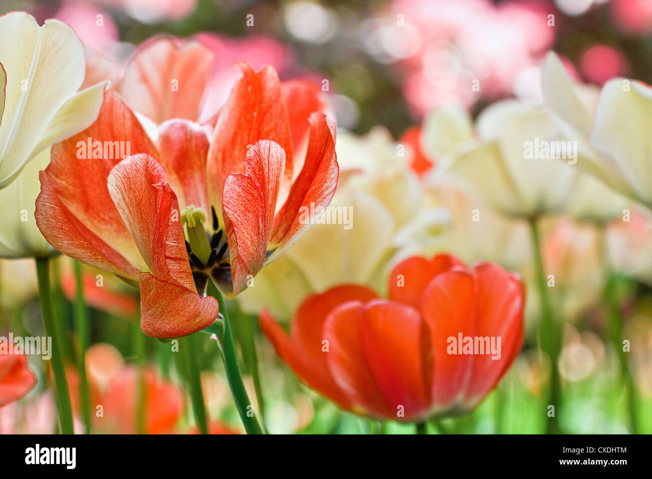 Detail color tulips with beauty blur background Stock Photo