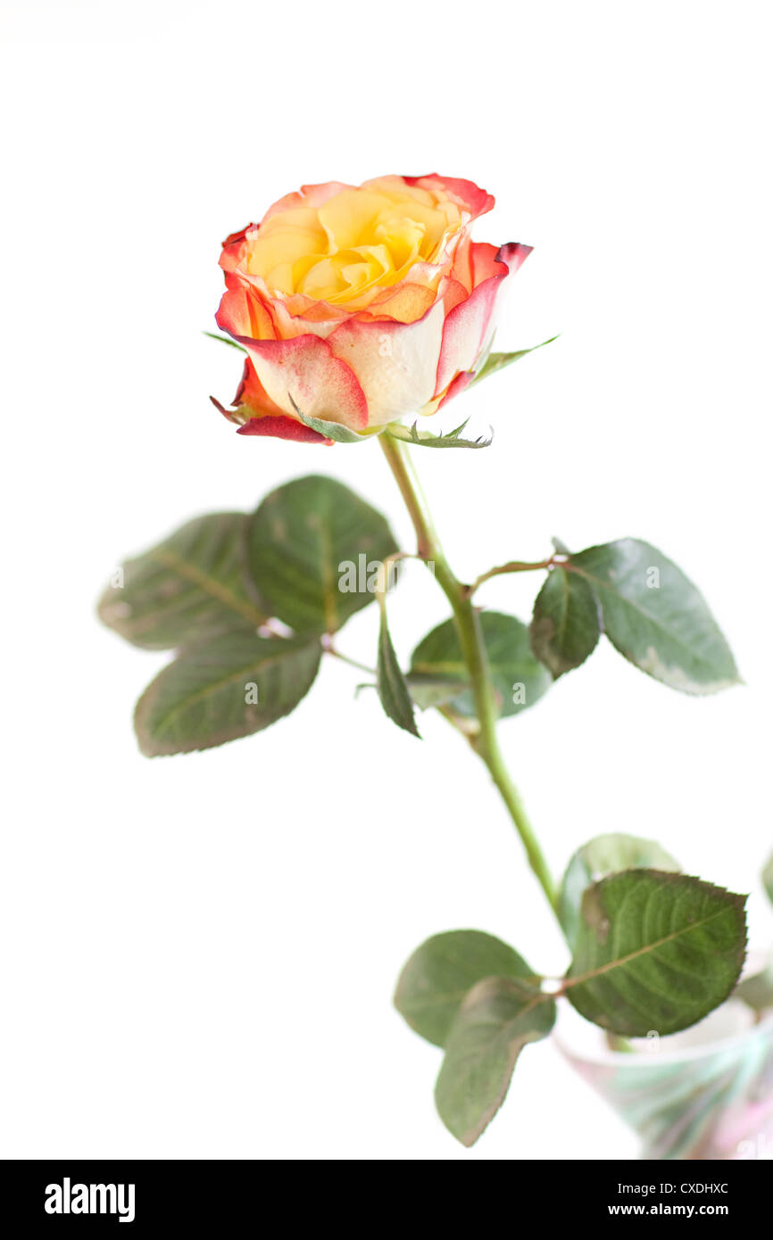 colored roses isolated on white background Stock Photo
