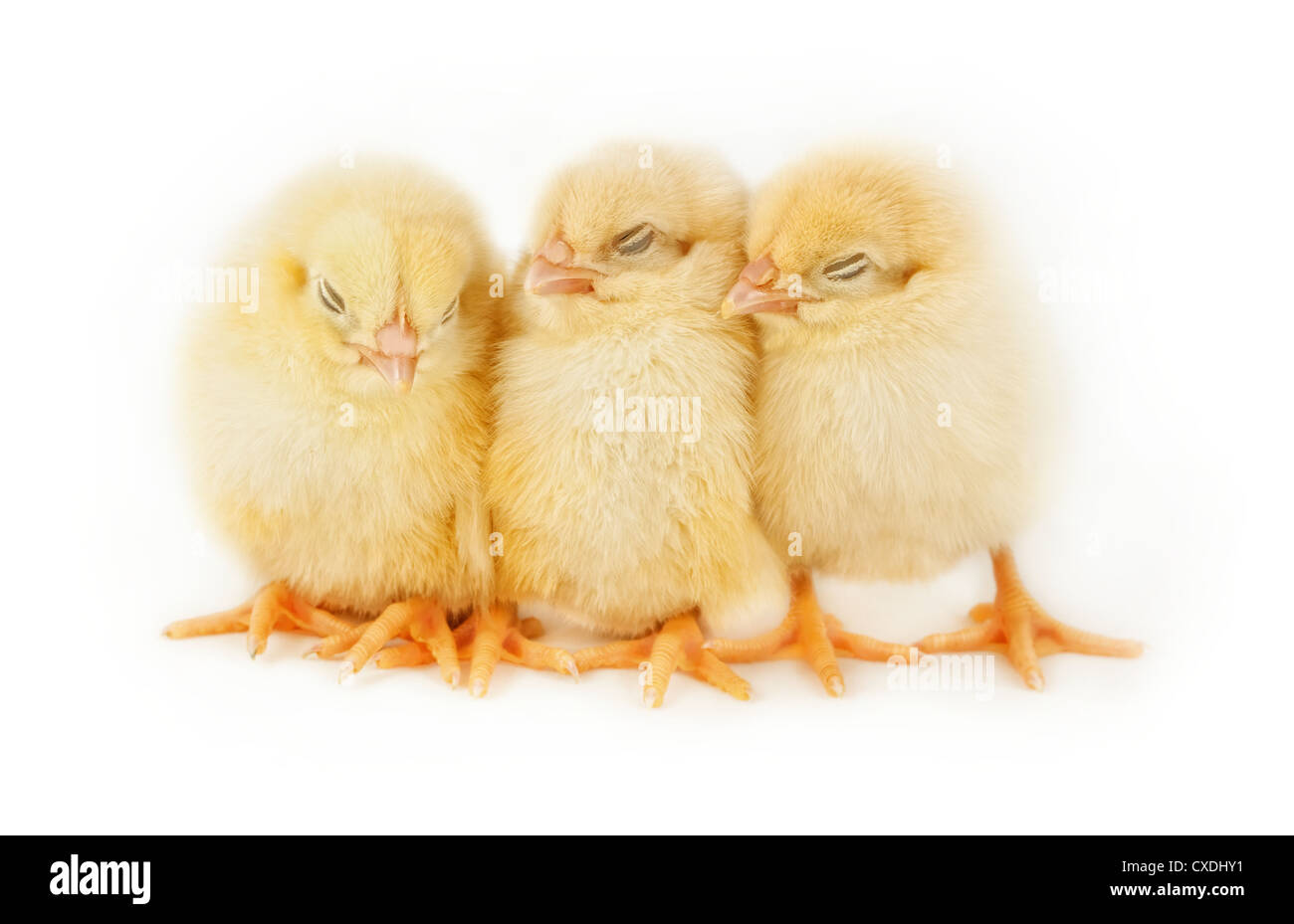 Sleeping  Easter chicks Stock Photo
