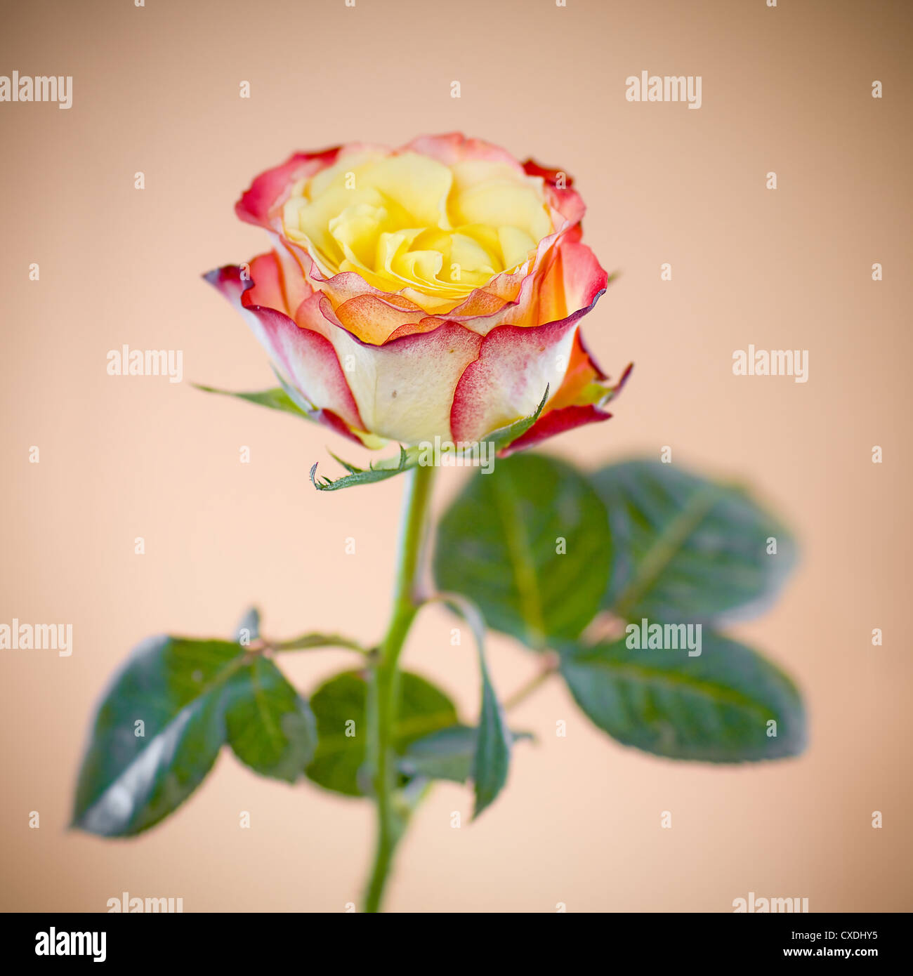 colored roses - very little focus Stock Photo