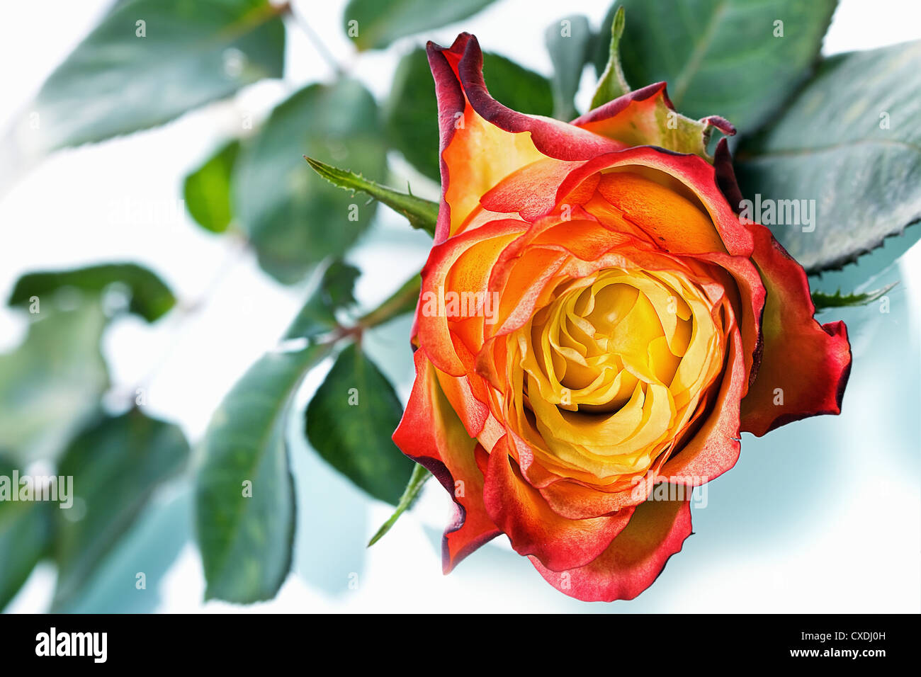 colored roses - very little focus Stock Photo