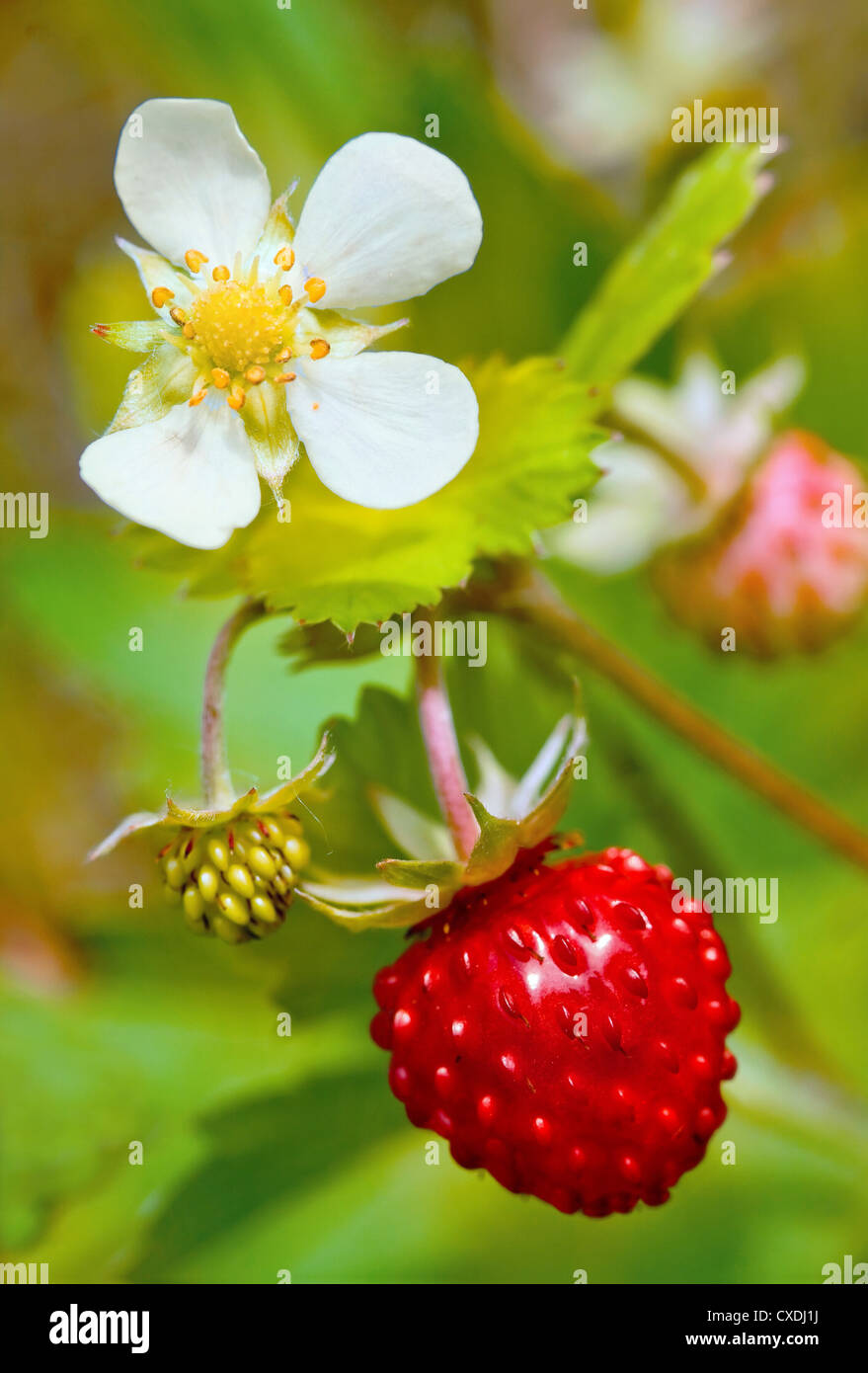 Closeup of a wild strawberry with berries and florets Stock Photo