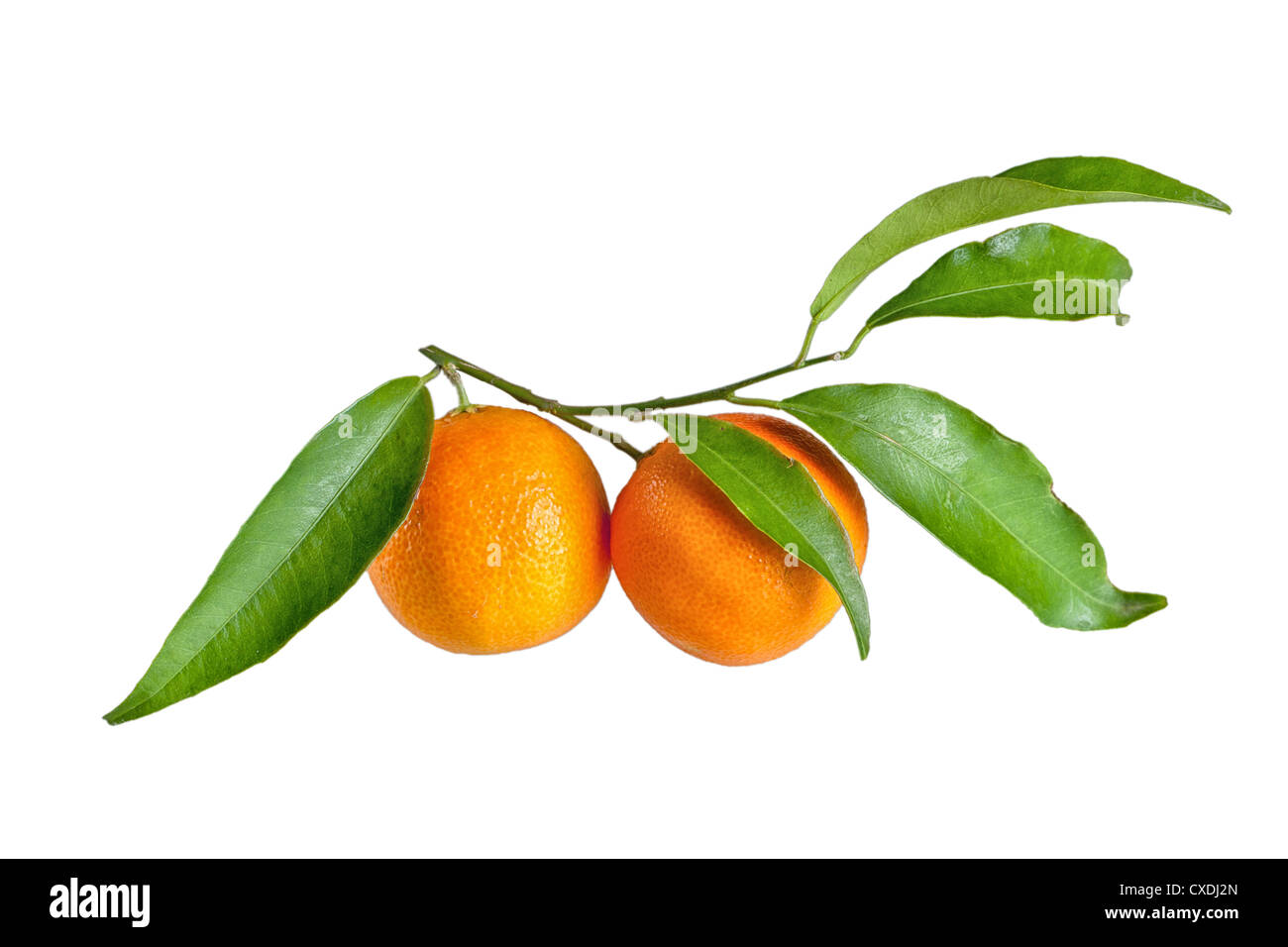 Tangerines with leaves on a white background Stock Photo Alamy