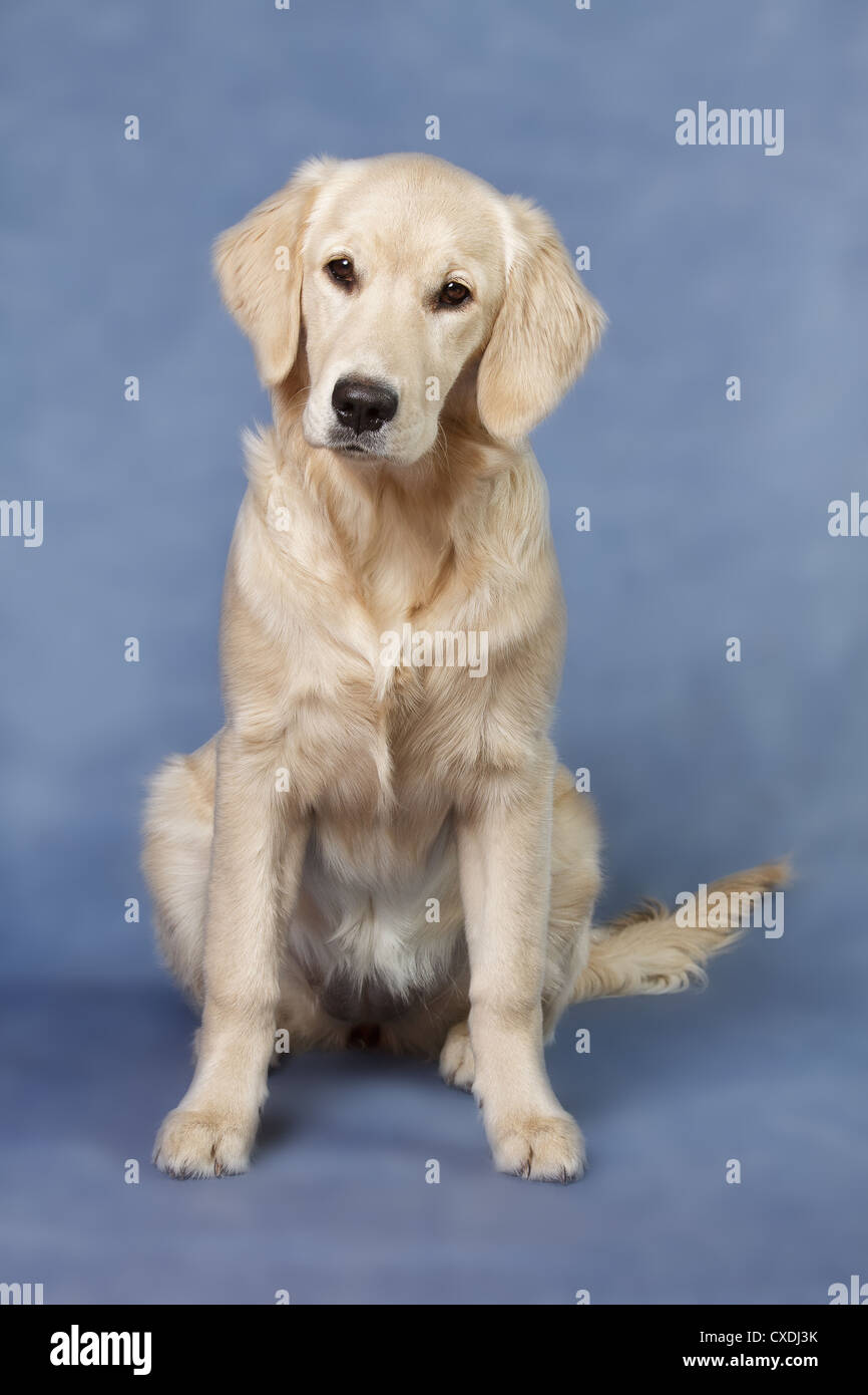 Close up look - puppy golden retriever Stock Photo - Alamy