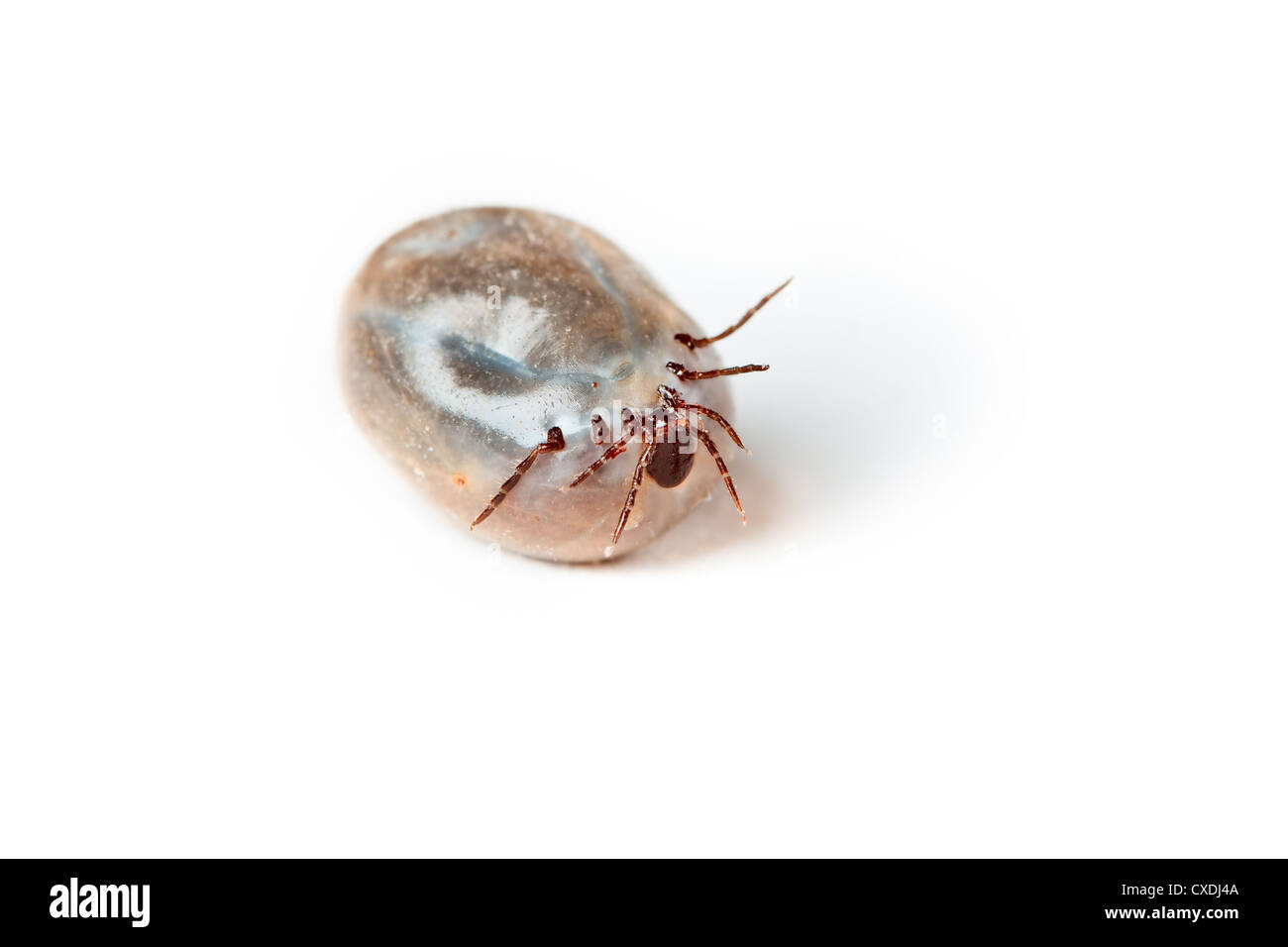 Tick - parasite on white background Stock Photo