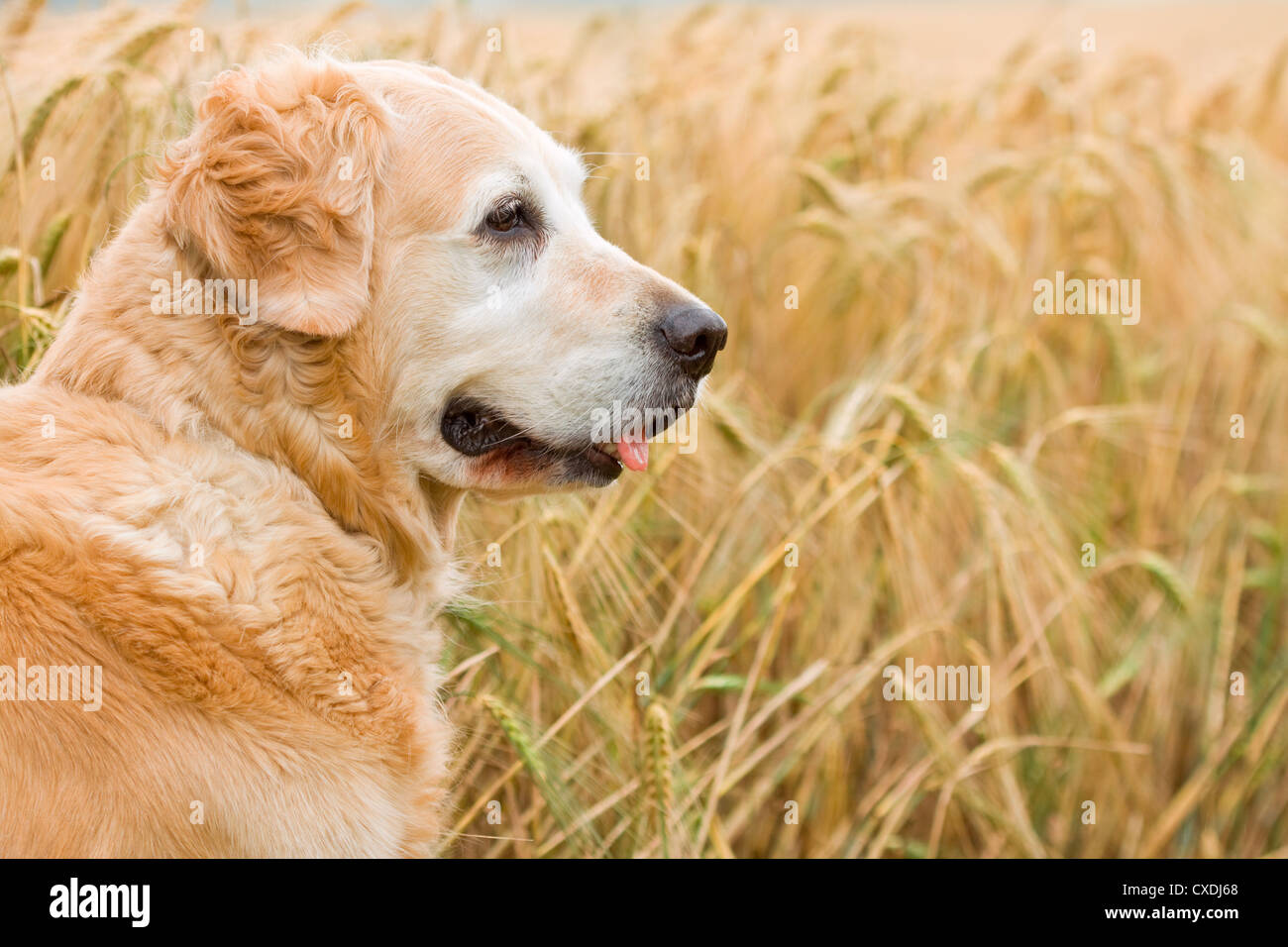 Golden retriever head hi-res stock photography and images - Alamy
