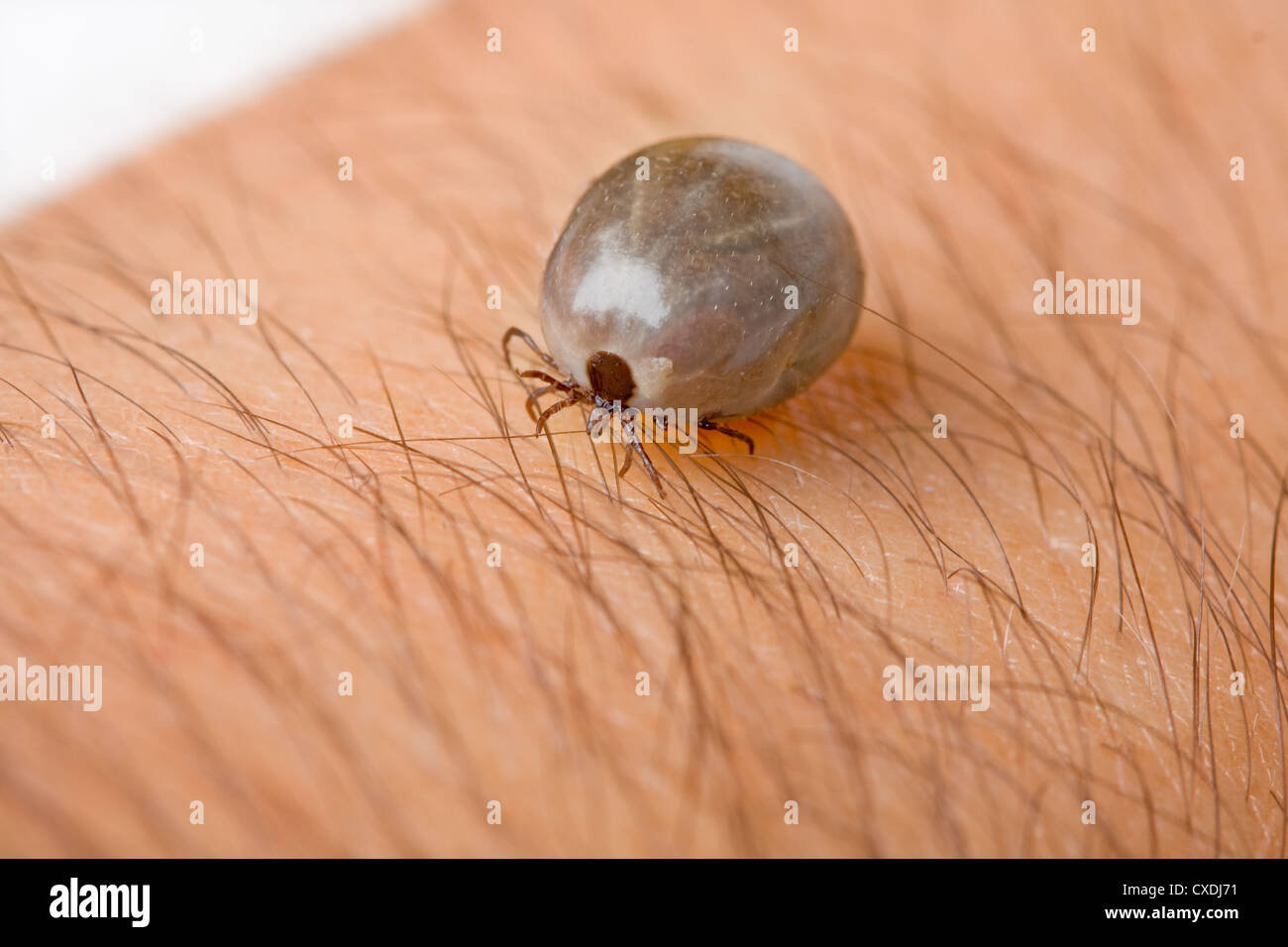 Detail tick - parasite on leather Stock Photo
