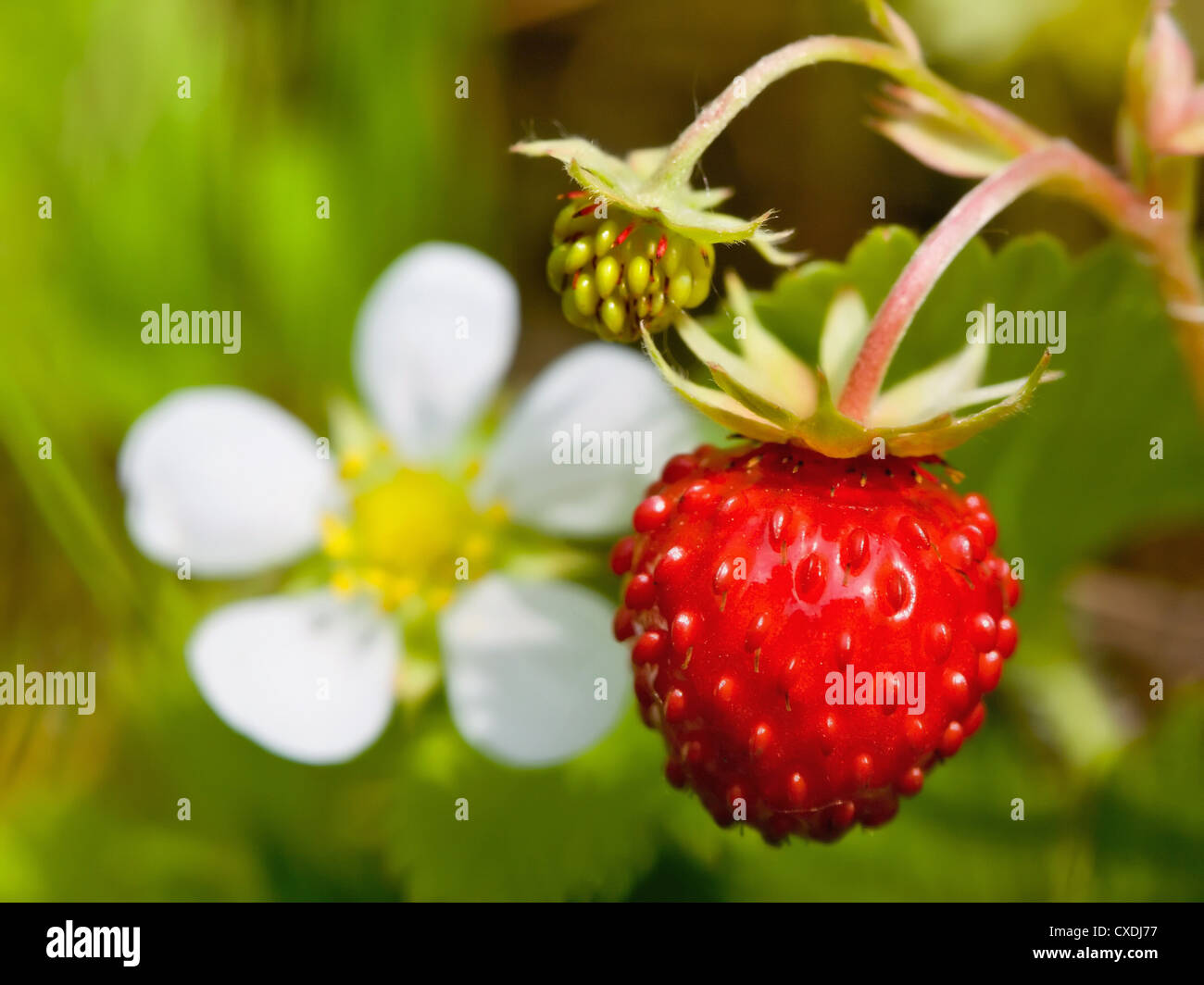 Closeup of a wild strawberry with berries and florets Stock Photo