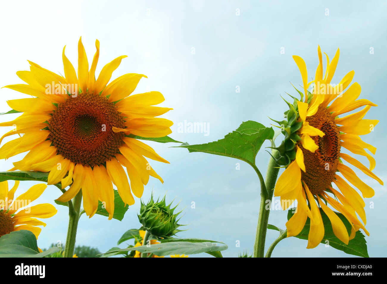 a field full of sunflowers Stock Photo - Alamy