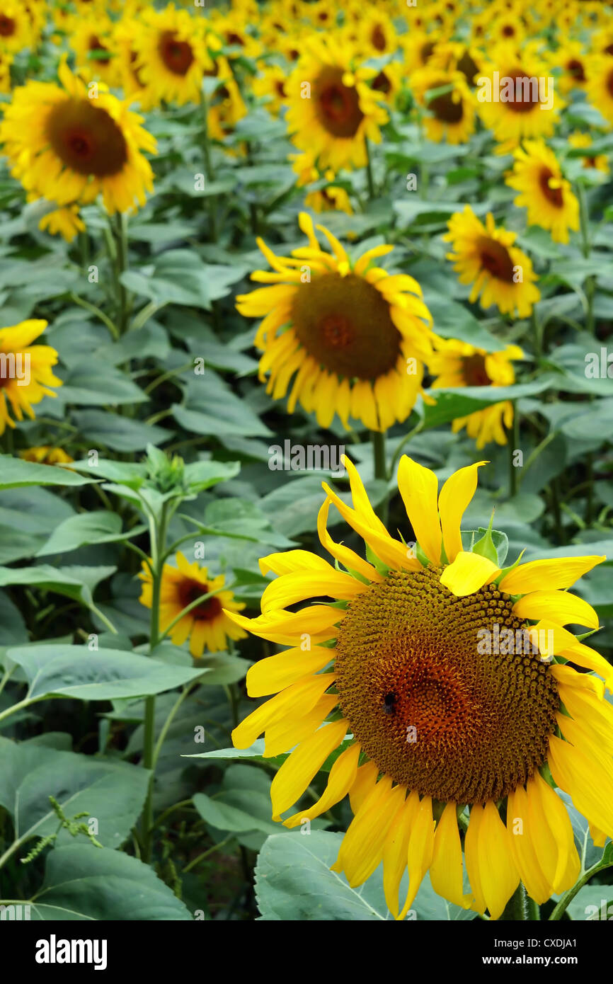 a field full of sunflowers Stock Photo - Alamy
