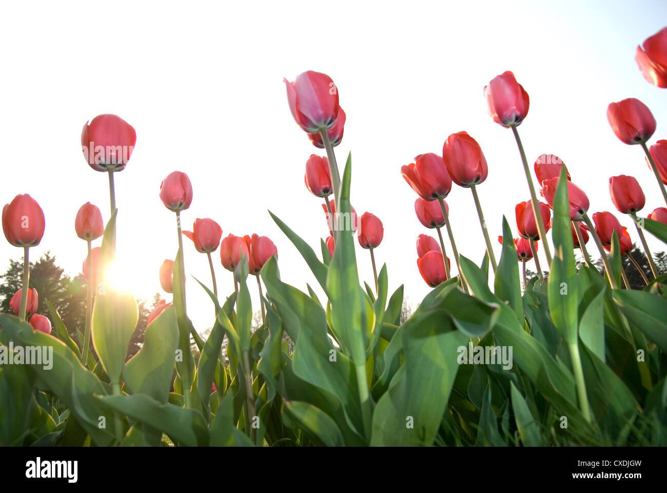 red tulips against sunset Stock Photo - Alamy