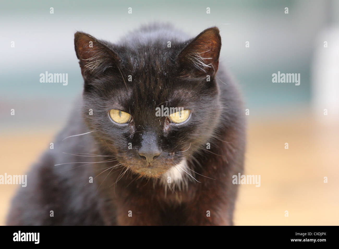 A black cat looking at the camera Stock Photo - Alamy