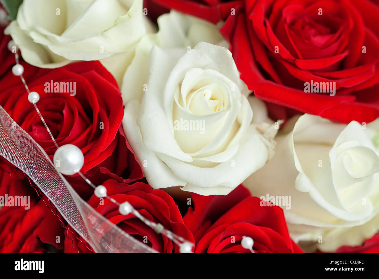 blossom red and white roses with beads Stock Photo