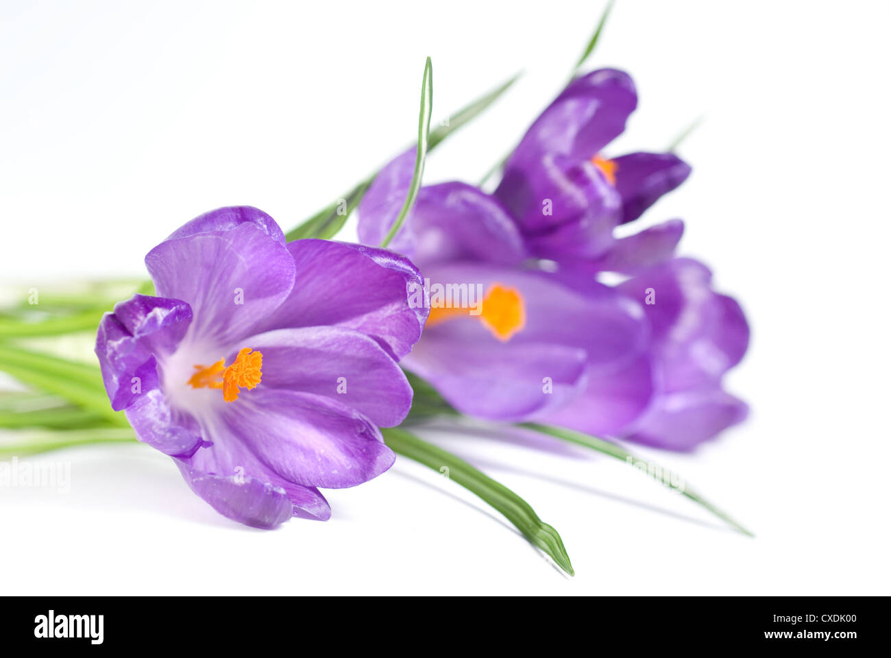crocus bouquet isolated on white Stock Photo - Alamy