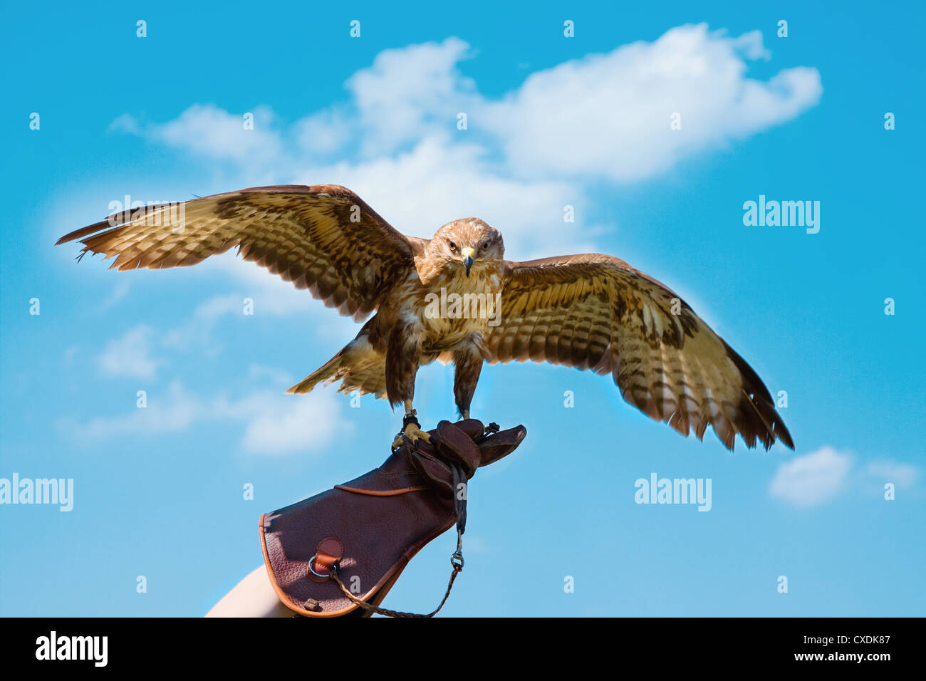 Portrait hawk on falconer gloves Stock Photo