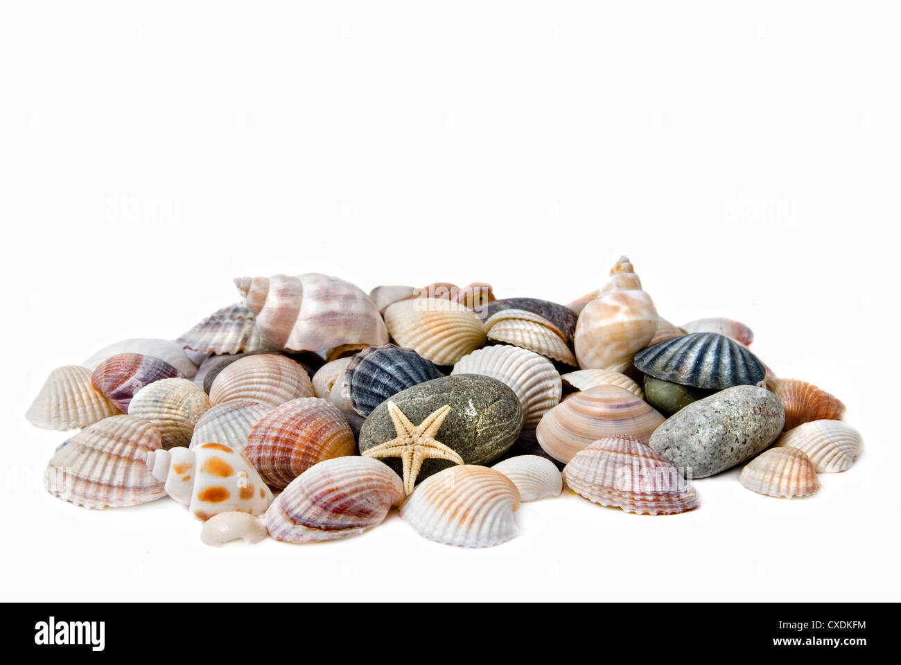 Sea shells on white Stock Photo