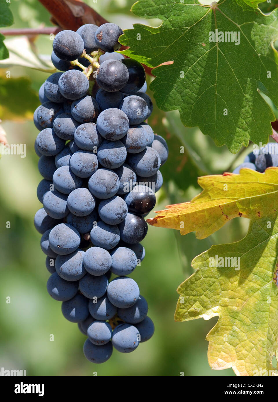 Dark red grapes on the vine in a vineyard Stock Photo - Alamy