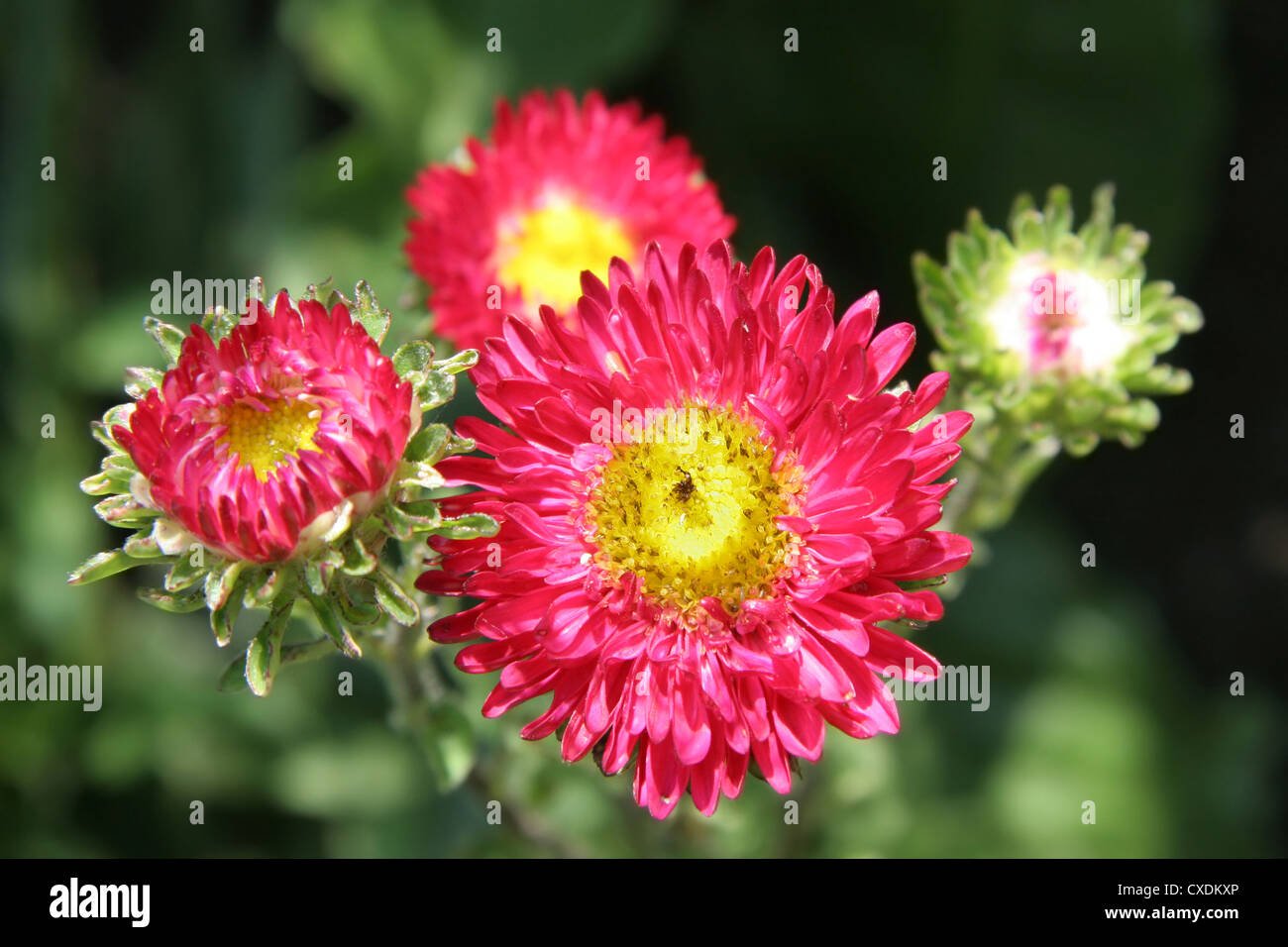 Chrysanthemums, often called mums or chrysanths Stock Photo Alamy