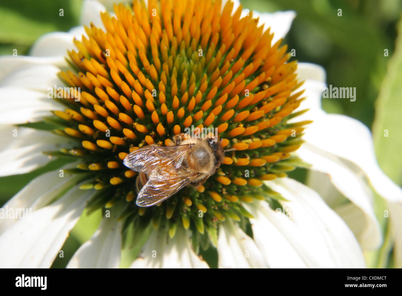 bee at work Stock Photo