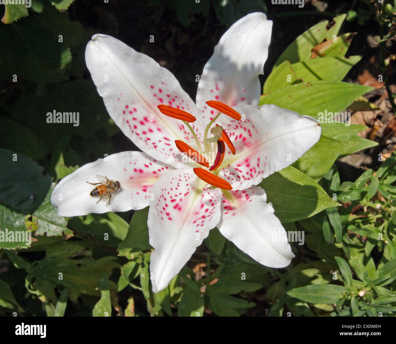 Lily (hybrid variety) Stock Photo