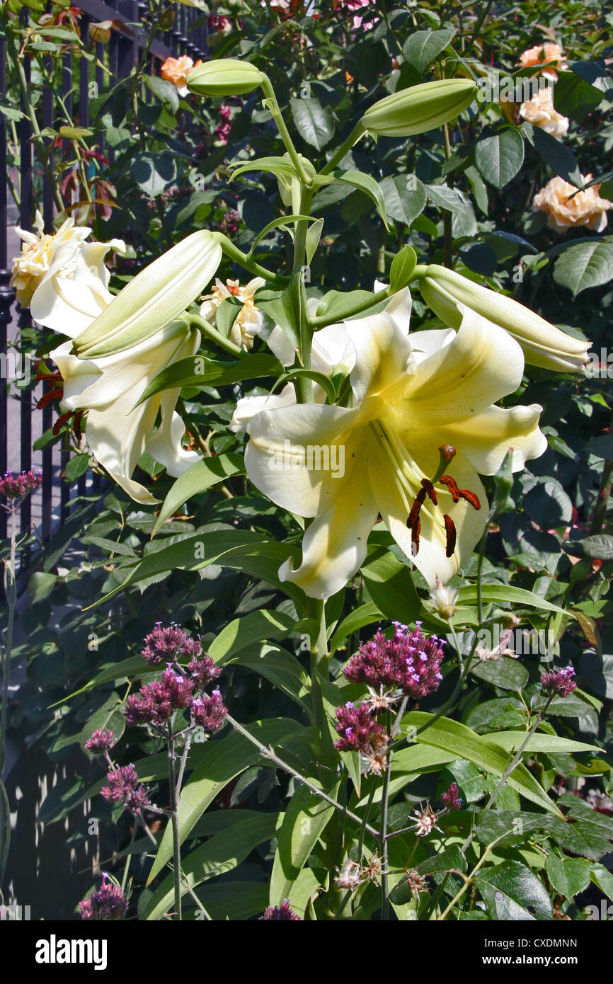 Lily (hybrid variety) Stock Photo