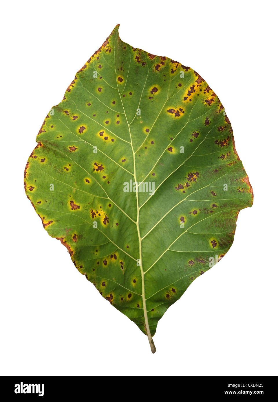 of Teak Leaf, close up, isolated on white background