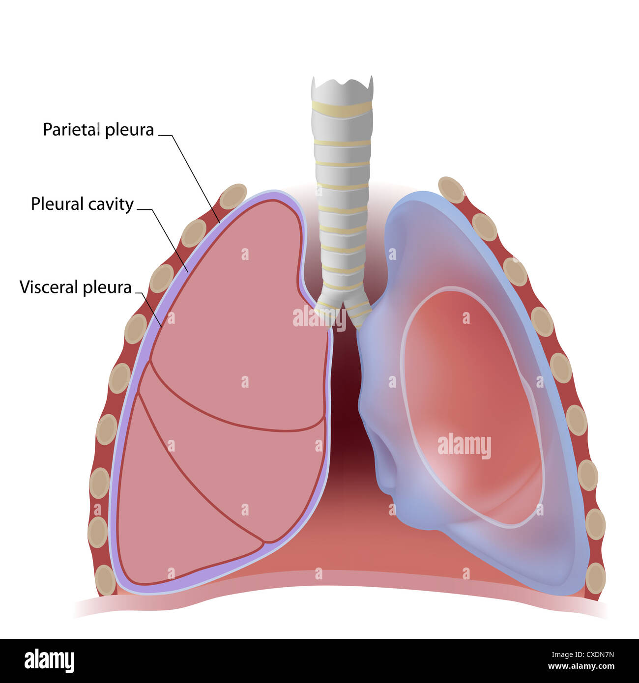 Lung pleura and pleural cavity Stock Photo
