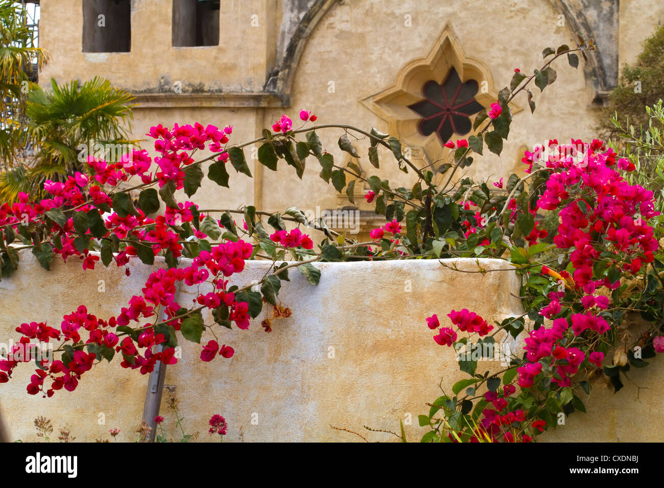 Bougainvillea flowers at Carmel Mission Carmel California USA Stock
