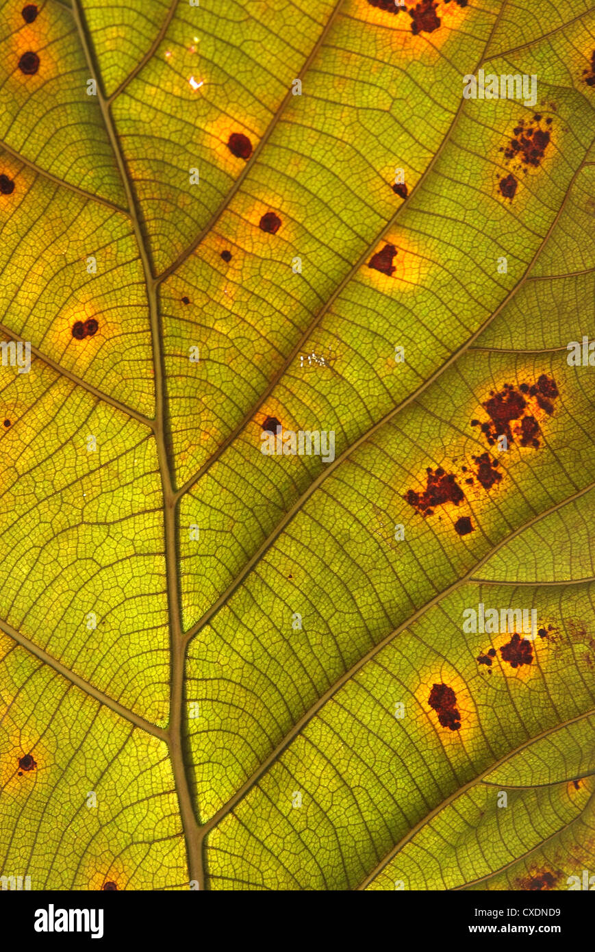Decomposition of Teak Leaf, close up Stock Photo