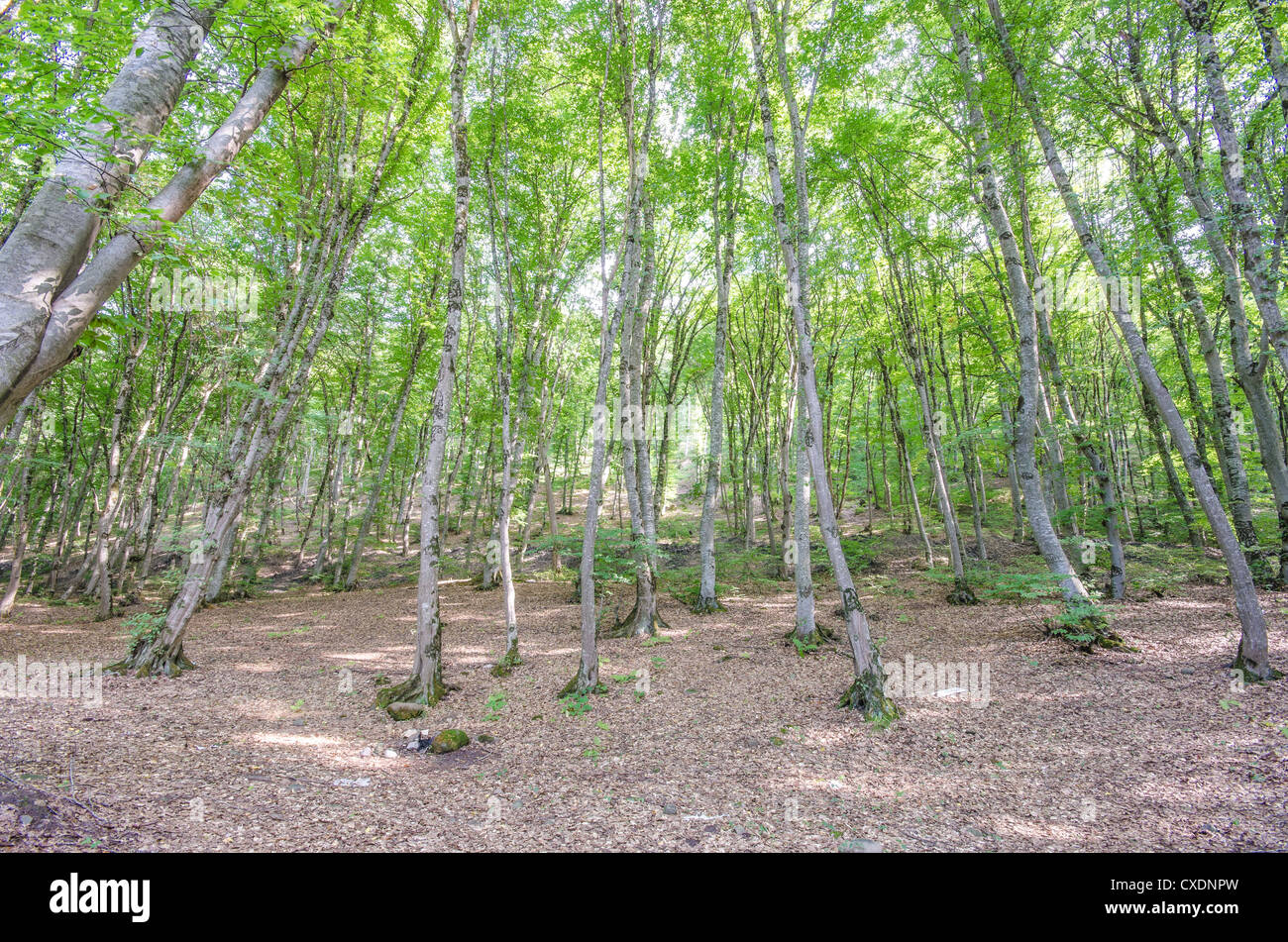 Green forest in bright summer day Stock Photo - Alamy