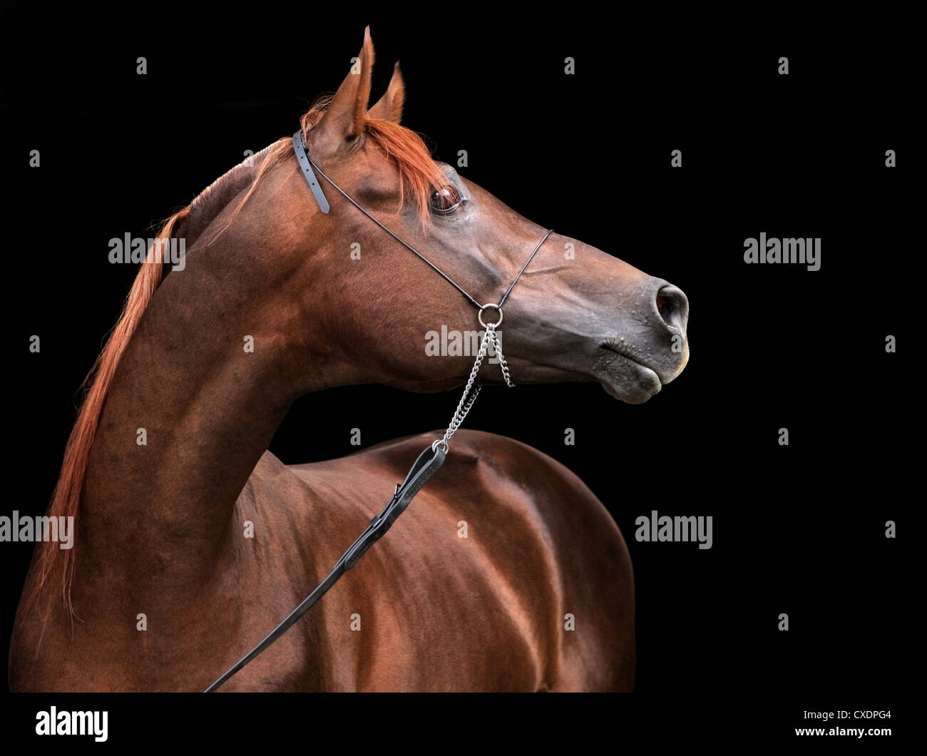 Horse front view hi-res stock photography and images - Alamy
