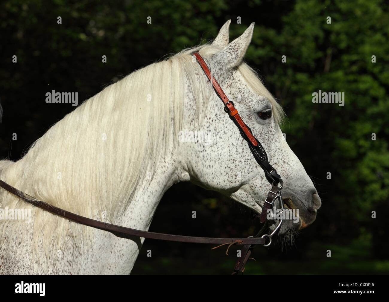 Appaloosa hi-res stock photography and images - Alamy