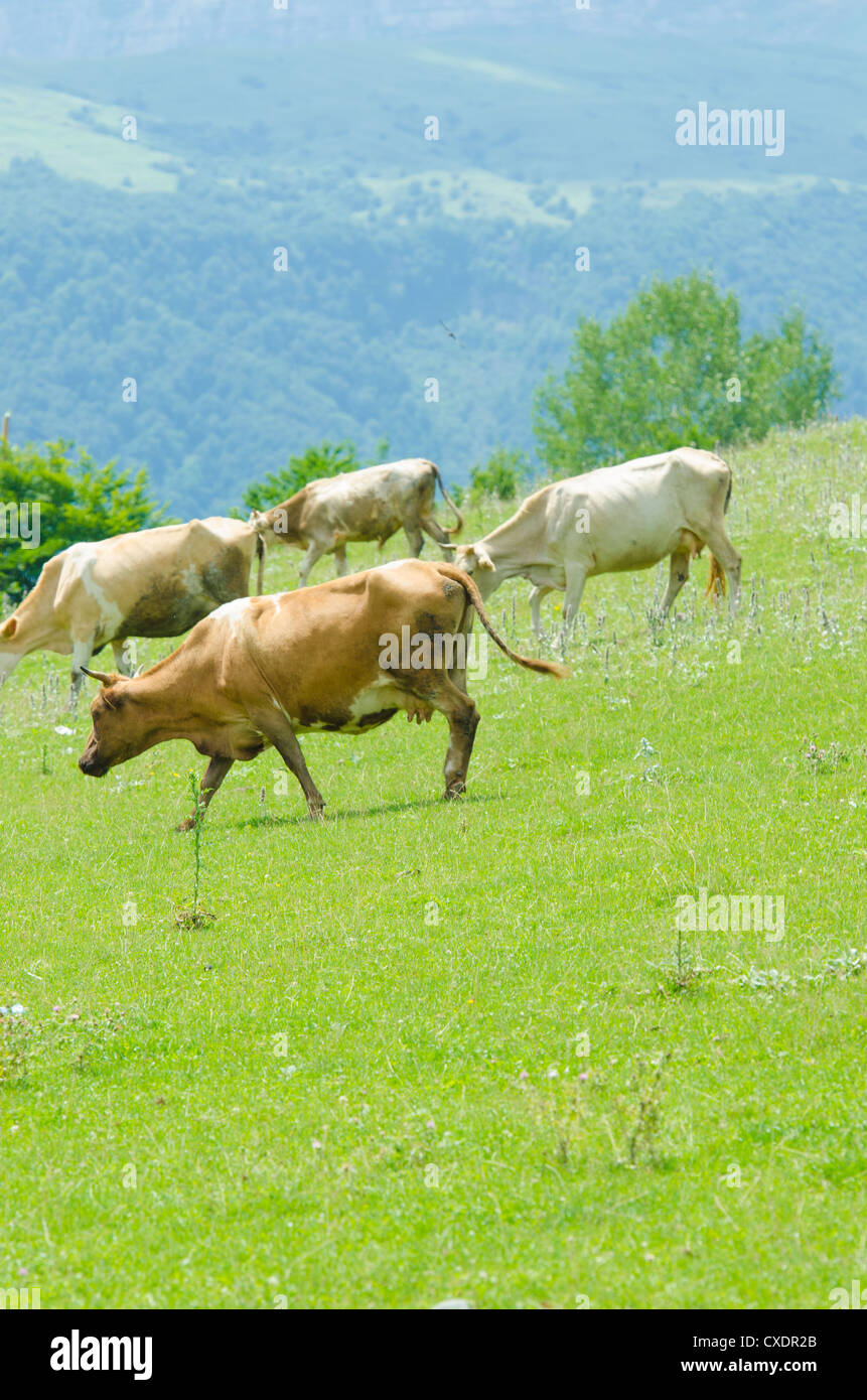 Cows grazing on the green field Stock Photo - Alamy