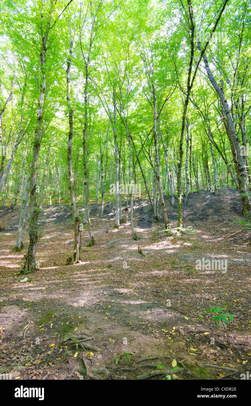 Green forest in bright summer day Stock Photo - Alamy