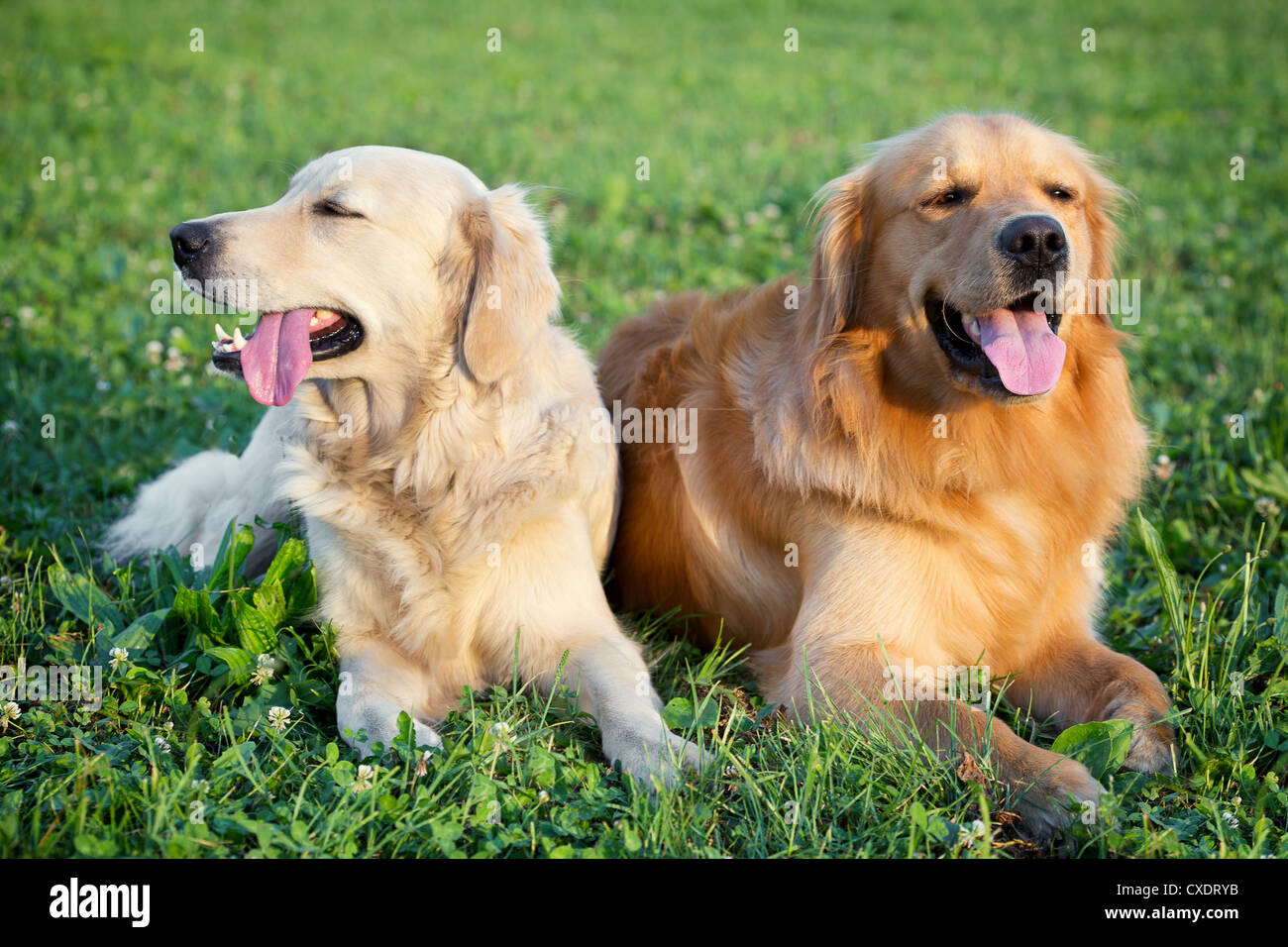 Portrait of two young dogs playing in the meadow Stock Photo - Alamy
