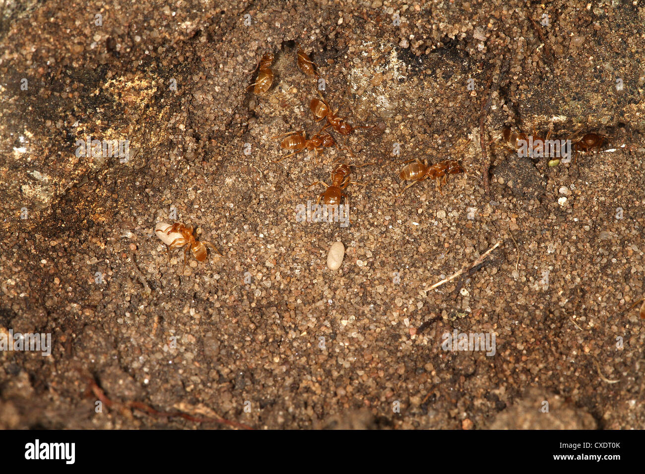 Red ants moving eggs after nest disturbed. Stock Photo
