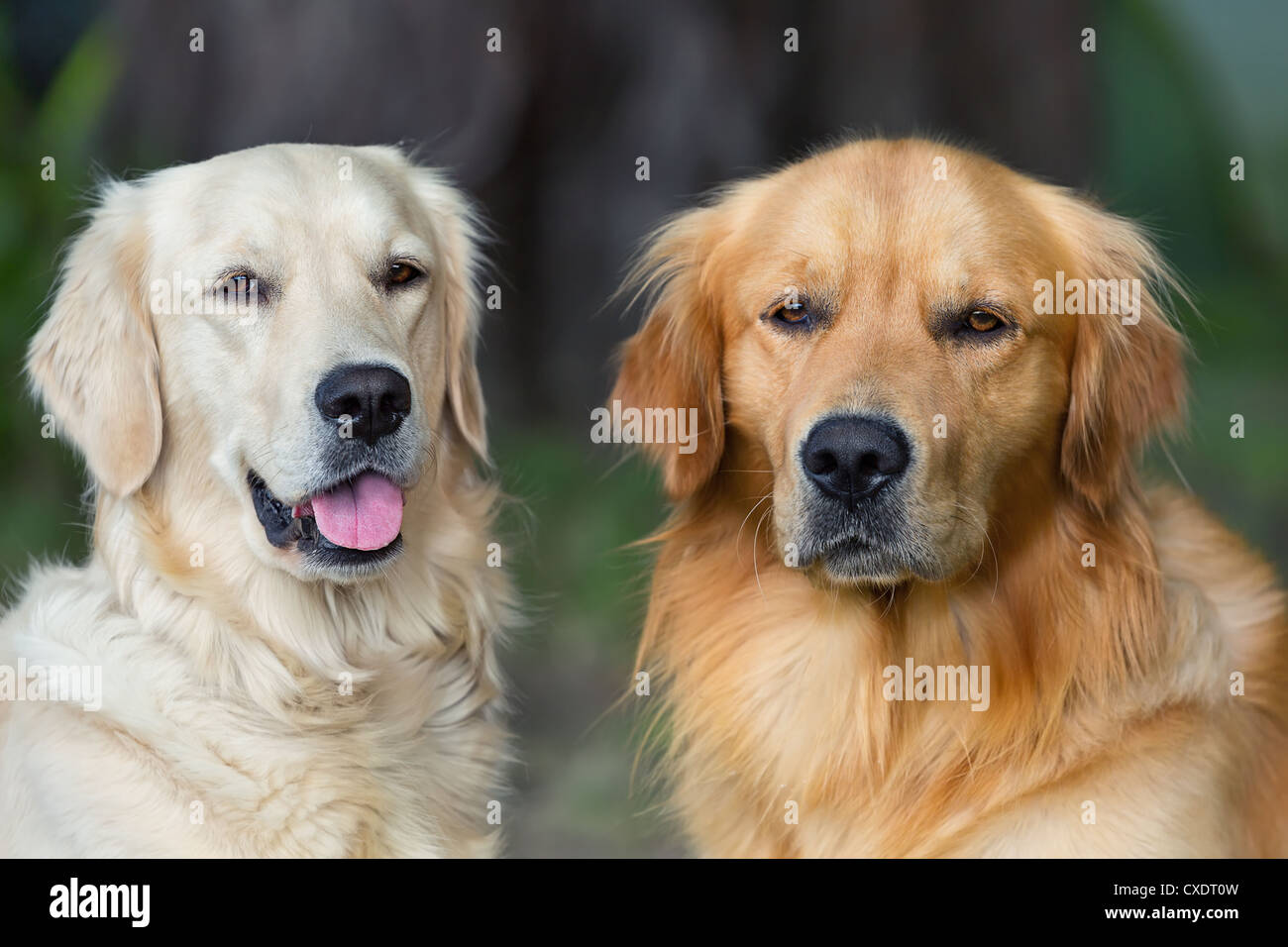 Portrait of two young dogs playing in the meadow Stock Photo - Alamy