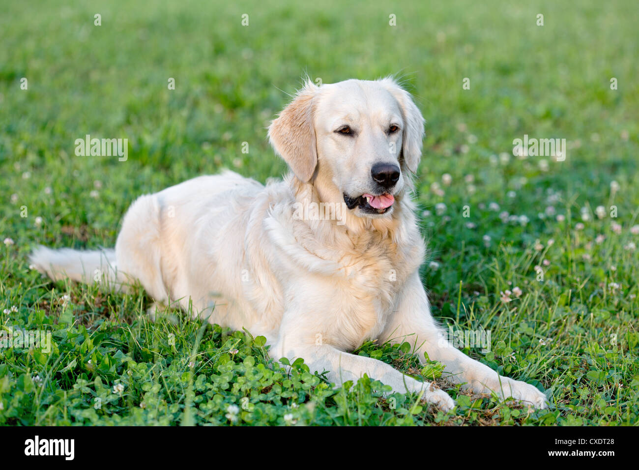 Portrait young dog playing in the meadow Stock Photo - Alamy