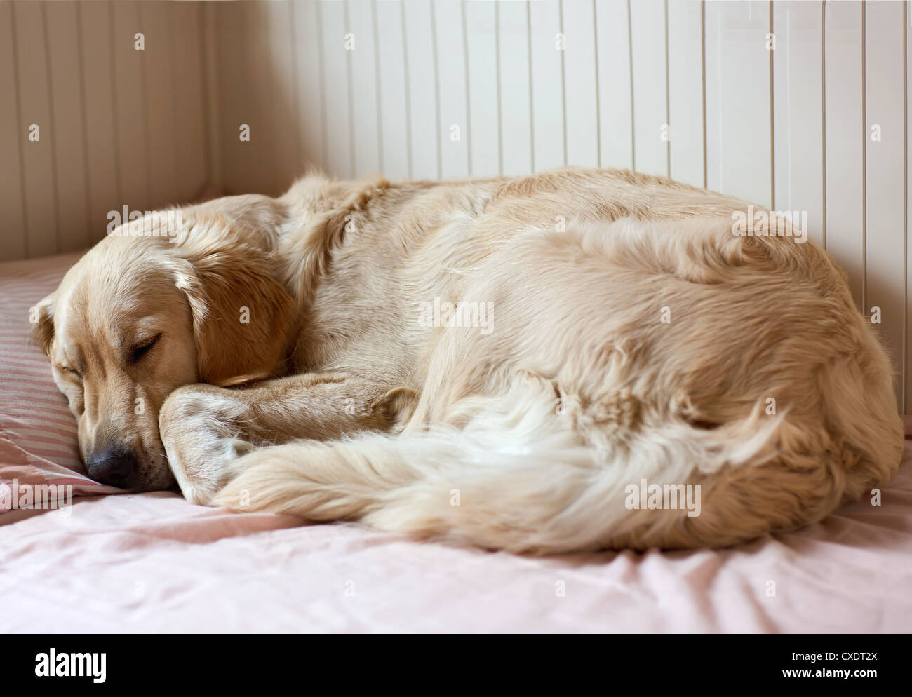 Dog sleeping on the bed - golden retriever Stock Photo