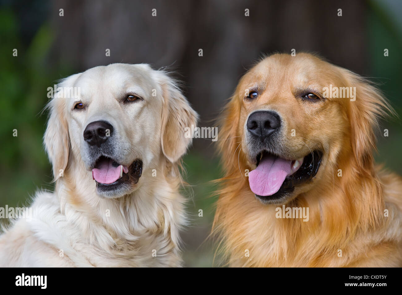 Portrait of two young dogs playing in the meadow Stock Photo - Alamy