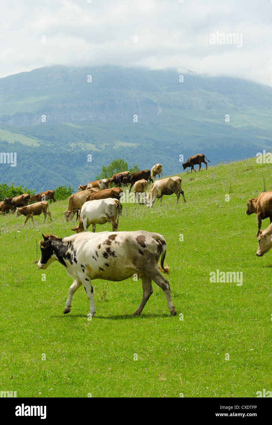 Cows grazing on the green field Stock Photo - Alamy