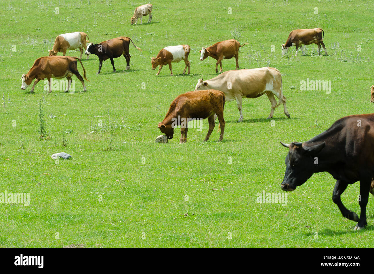 Cows grazing on the green field Stock Photo - Alamy