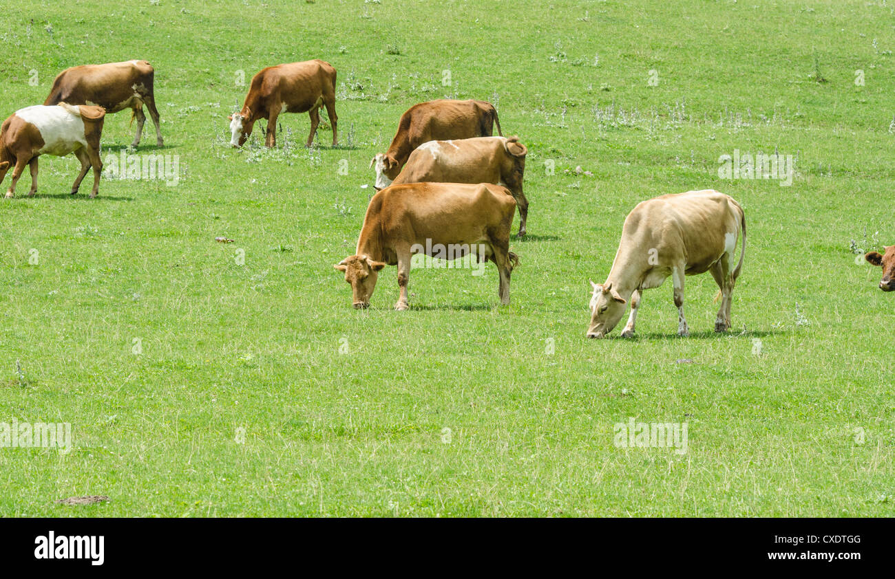 Cows grazing on the green field Stock Photo - Alamy