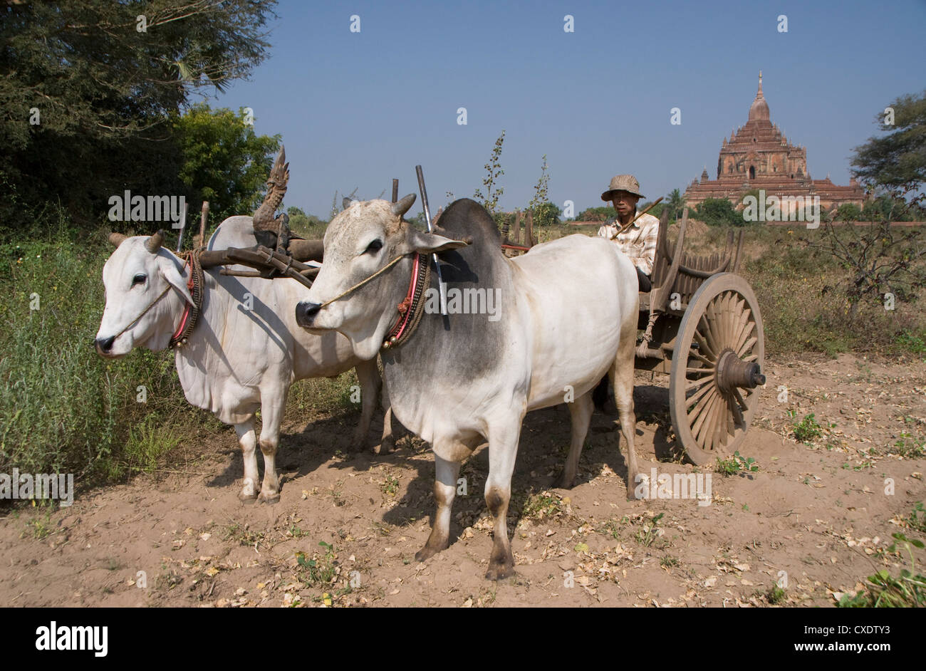 Man in ox cart, and Htilominlo Pahto in the background, Bagan (Pagan), Myanmar (Burma), Asia Stock Photo