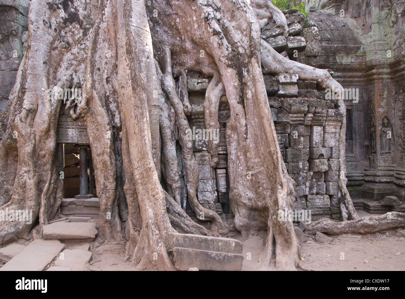 Ta Prohm, Angkor Archaeological Park, UNESCO World Heritage Site, Siem Reap, Cambodia, Indochina, Southeast Asia, Asia Stock Photo