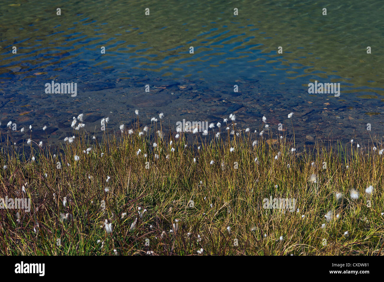 cotton-grasses, Tre Becchi lake, Gran Paradiso NP, Piedmont, Italy Stock Photo