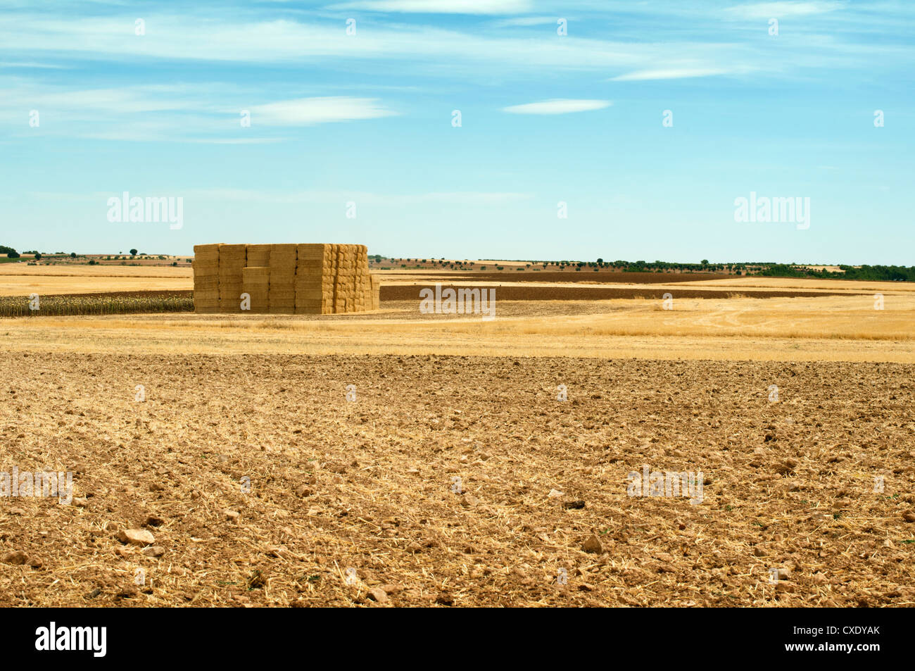 Straw bales in a wheat field. Blue cloudy sky Stock Photo - Alamy